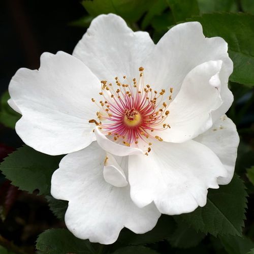 Vendita, rose rose floribunde - bianco - Rosa Jacqueline du Pré™ - rosa intensamente profumata - Harkness & Co. Ltd - ,-